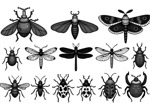 T-Shirts Design: Monochrome Insect Collection