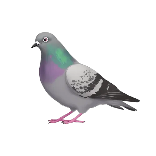 Shirts Graphic Tees: Pete the Pigeon - Symbol of Urban Resilience