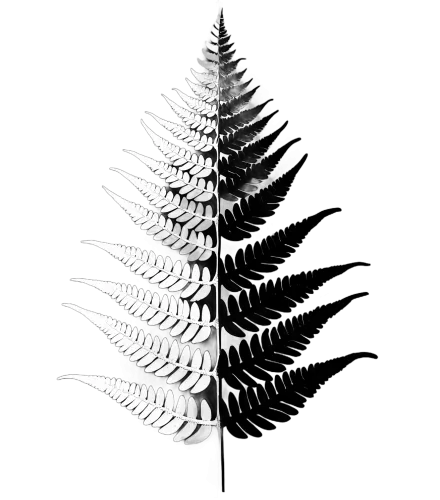 Tee Shirts Printed | Nature's Grace: Fern Leaf Design