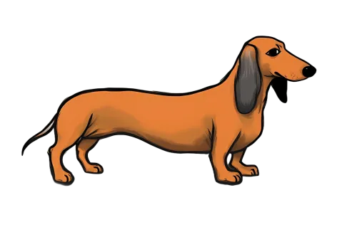 Graphic Tees: Adorable Dachshund Design Brings Joy