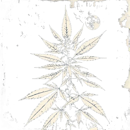 Graphic Tees: Cannabis Moonlight - Artistic Designs