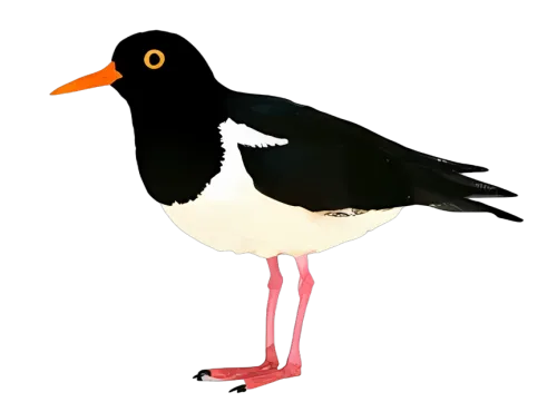 T-Shirts Pattern: Minimalist Oystercatcher Design