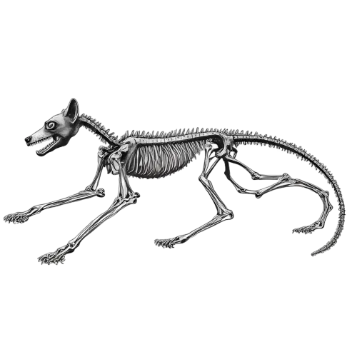 T-Shirts Custom: Skeletal Canine - Life and Death in Motion