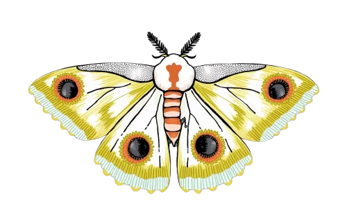 Polyphemus Moth T-Shirt Printing | Nature-Inspired Artistic Design