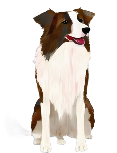 TShirt Printing: Max the Border Collie - Loyalty and Companionship