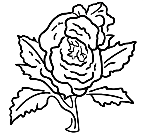 Graphic Tees: Resilient Rose - A Symbol of Grace and Strength