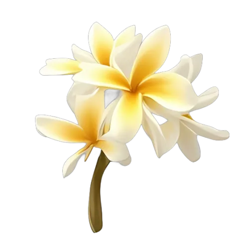 Plumeria Flowers TShirt Design: Serenity and Natural Beauty