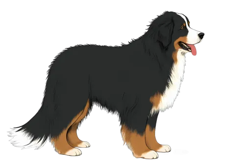 T-Shirts Design: Bruno the Loyal Bernese Mountain Dog