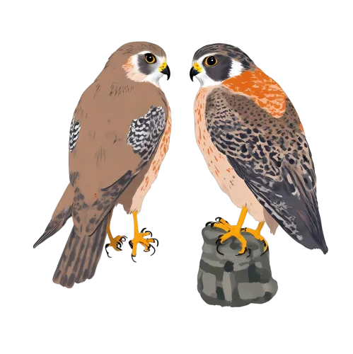 T-Shirts Design: Majestic Falcons - Artistic Wildlife Tribute