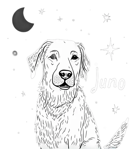 Custom T-Shirt Printing: Juno Under the Stars - Personalized Text, Golden Retriever, Night