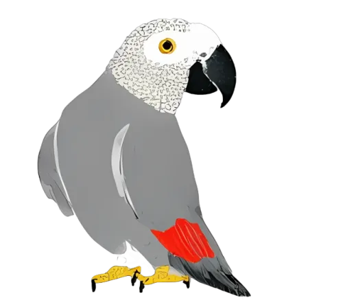 African Grey Parrot T-Shirts Pattern: Nature's Intelligence