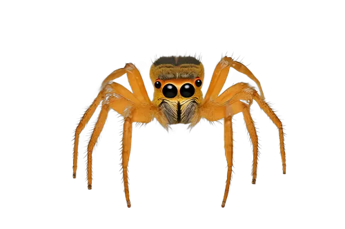 Jumping Spider TShirt Printing: Nature Meets Art