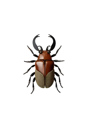 Customized Tee Shirts: Celebrate Nature with Orion the Stag Beetle