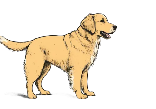 Golden Retriever TShirt Printing: A Symbol of Unconditional Love